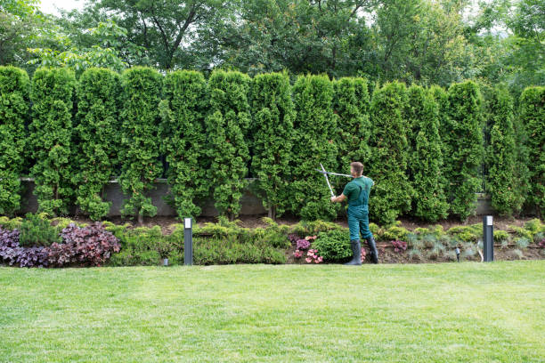 Best Hedge Trimming  in Navarre, OH