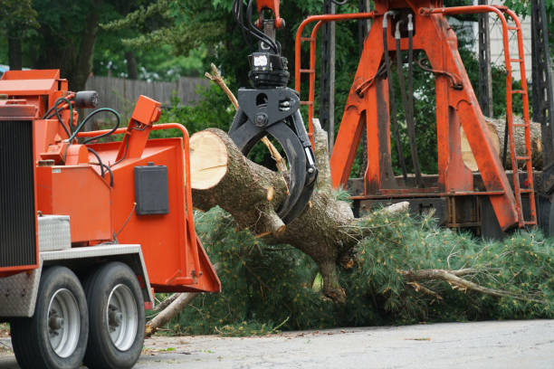 Best Tree Preservation Services  in Navarre, OH